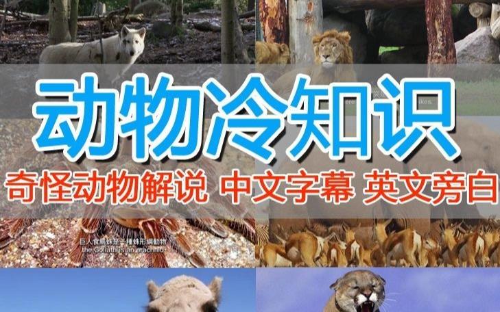 外面卖1699的国外纪录片解说（动物解说、美食、动画片）稳过中视频-南青云资源库